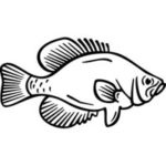 Carved Crappie Clipart