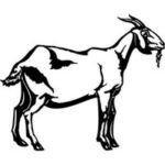 Goat Engraved Image